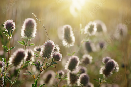 Summer flowering grass