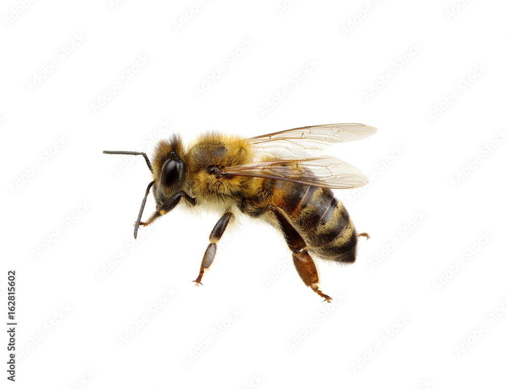 Bee on the white Bee on the white