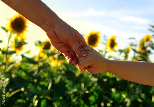 Hands on the field of sunflowers