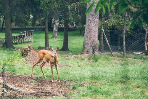 Fototapeta Naklejka Na Ścianę i Meble -  Young deer walking at a park