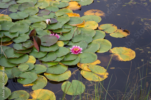 Pink water lily nymphaea blooming in autumn pond, aquatic plant, symbol of chastity and tranquility