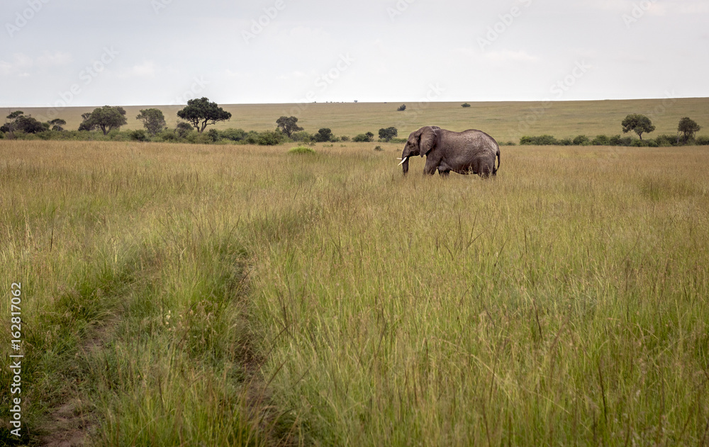 Fototapeta premium African elephant walks on savannah in Masai Mara