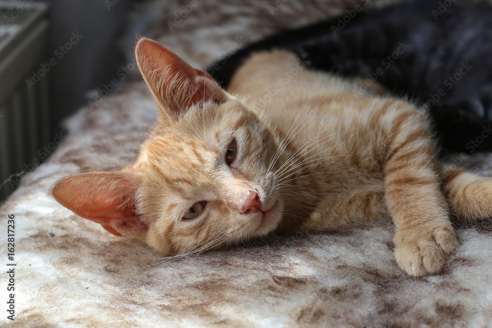 Fototapeta premium Pets Kittens Little kittens play