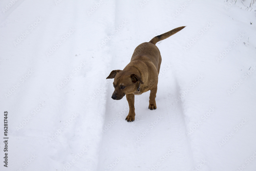 Little mongrel dog in the snow Little mongrel dog in the snow