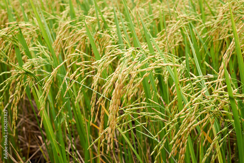 Rice paddies in the green rice fields of Thai farmers organic rice.