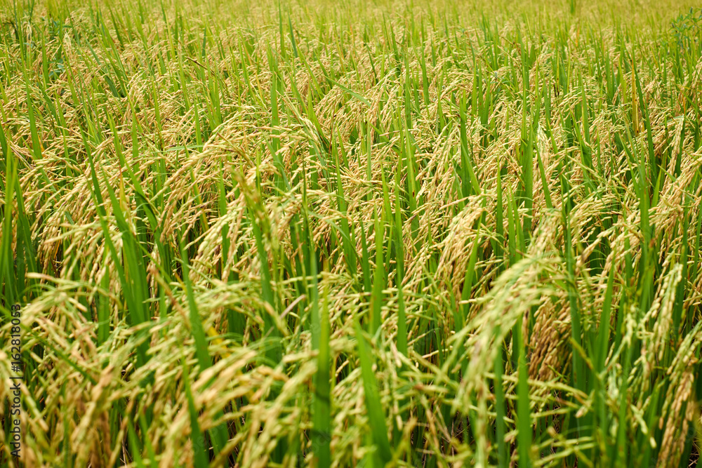 Rice paddies in the green rice fields of Thai farmers organic rice. Rice paddies in the green rice fields of Thai farmers organic rice.