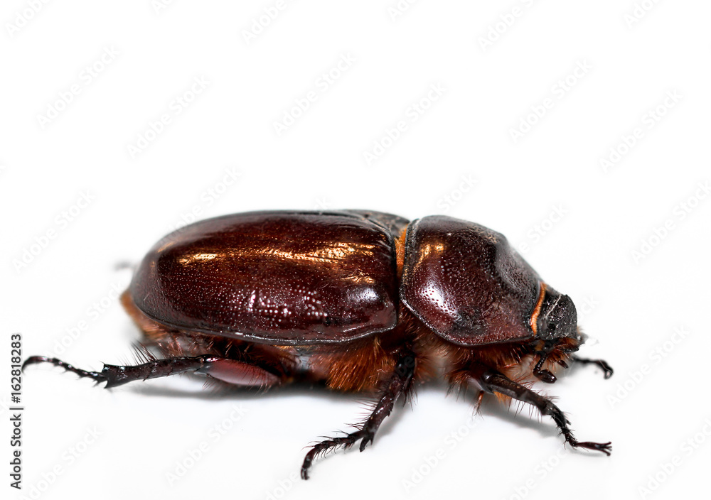 weiblicher Nashornkäfer (Oryctes nasicornis), Käfer, Natur, Deutschland weiblicher Nashornkäfer (Oryctes nasicornis), Käfer, Natur, Deutschland
