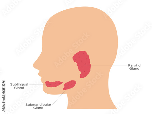 Salivary glands ( sublingual , submandibular and parotid gland )