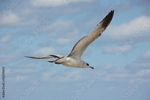 Ring-Billed Gull flying in the sky, Palm Beach, Atlantic Ocean, Florida, USA