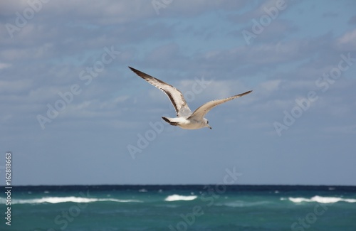 Ring-Billed Gull flying in the sky  Palm Beach  Atlantic Ocean  Florida  USA