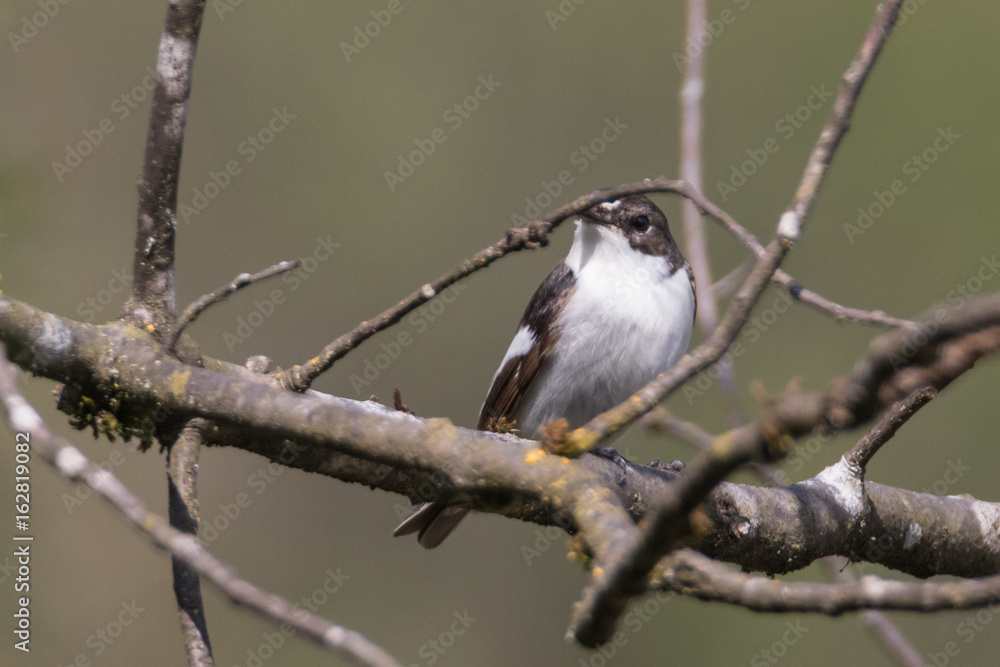 Fototapeta premium Trauerfliegenschnäpper sitzt auf dem Ast, Ficedula hypoleuca