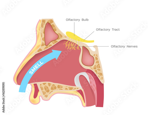 nasal receptors olfactory bulb vector