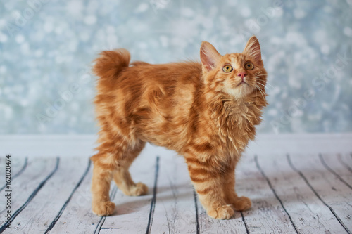 Obraz na plátně A photo of funny red american bobtail cats three monthes old on blured backgroun