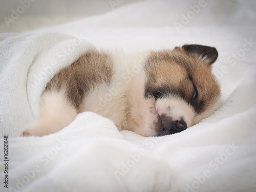 Cute puppy sleeping in bed under white blanket © kozorog