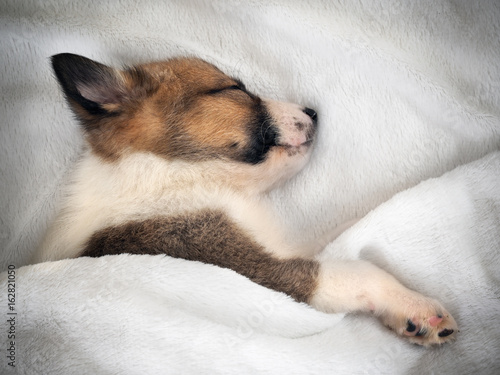 Cute puppy sleeping in bed under white blanket