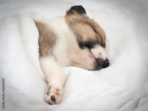 Cute puppy sleeping in bed under white blanket © kozorog