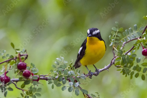 Yellow rumped flycatcher Weng