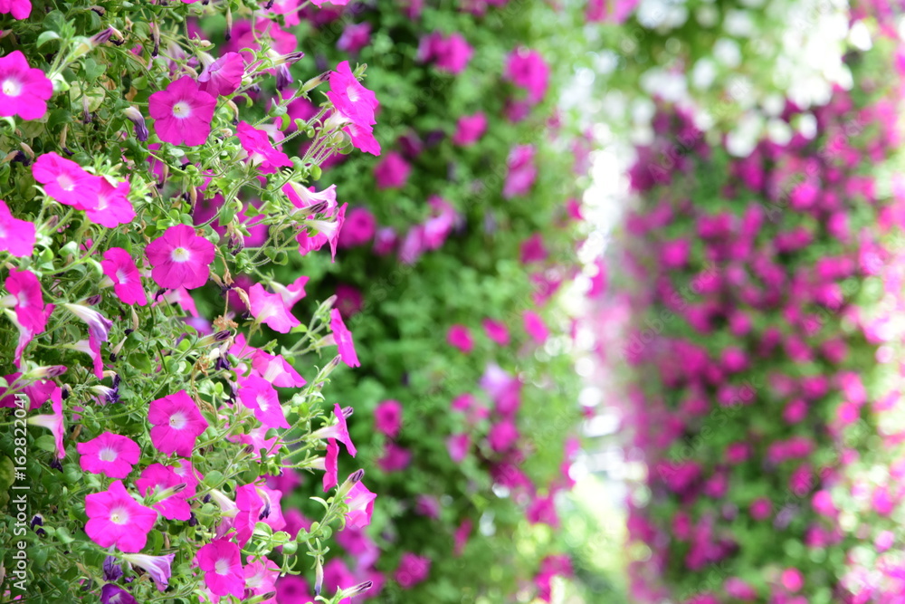 Fototapeta premium Surfinia flowers