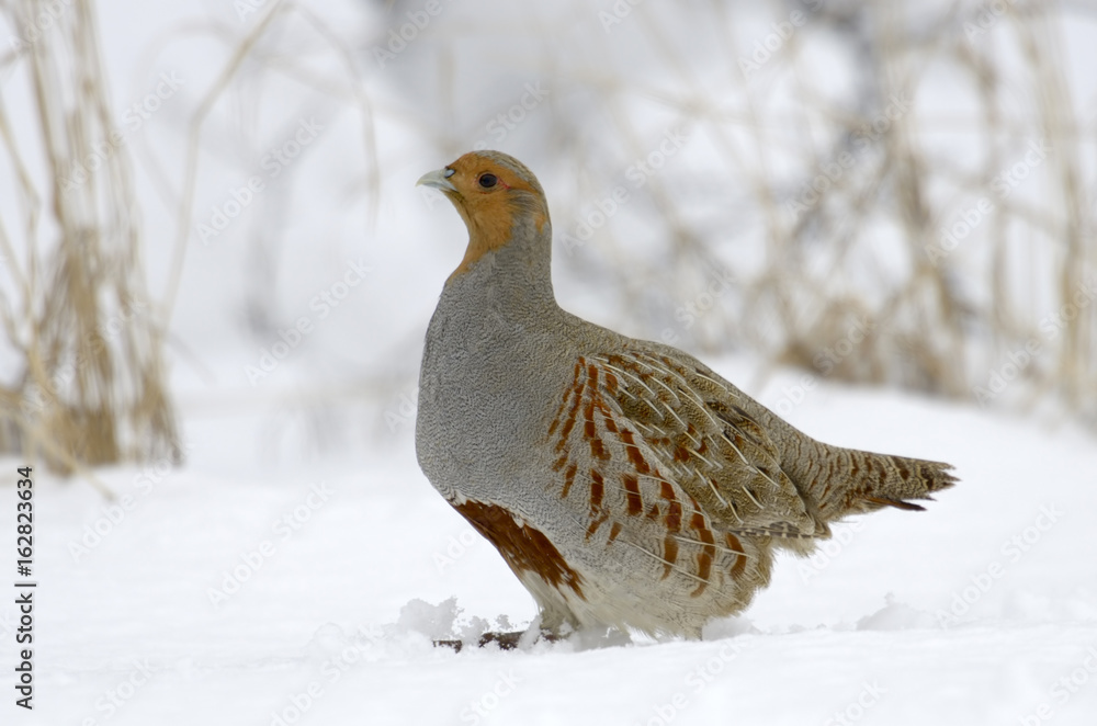 Partridge Perdix perdix on snow, winter, natural background Partridge Perdix perdix on snow, winter, natural background