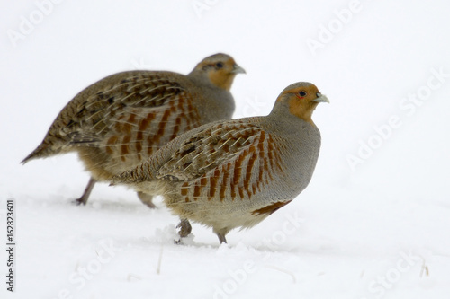 Partridge Perdix perdix on snow, winter, natural background  © Romuald