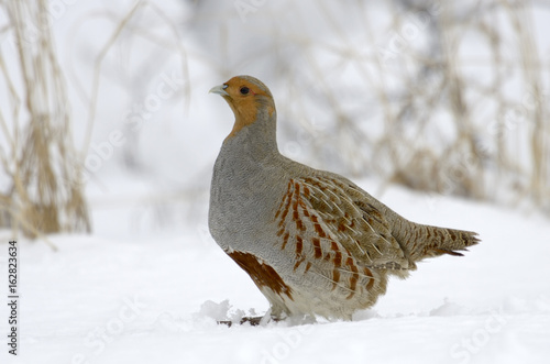 Partridge Perdix perdix on snow, winter, natural background 