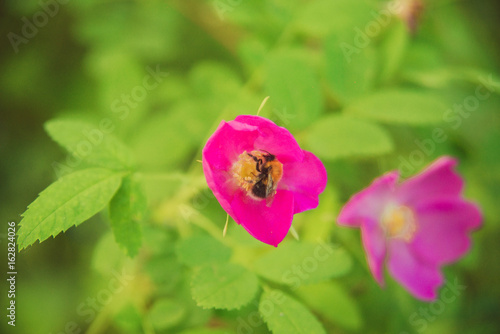 bumble bee flying to a dog-rose