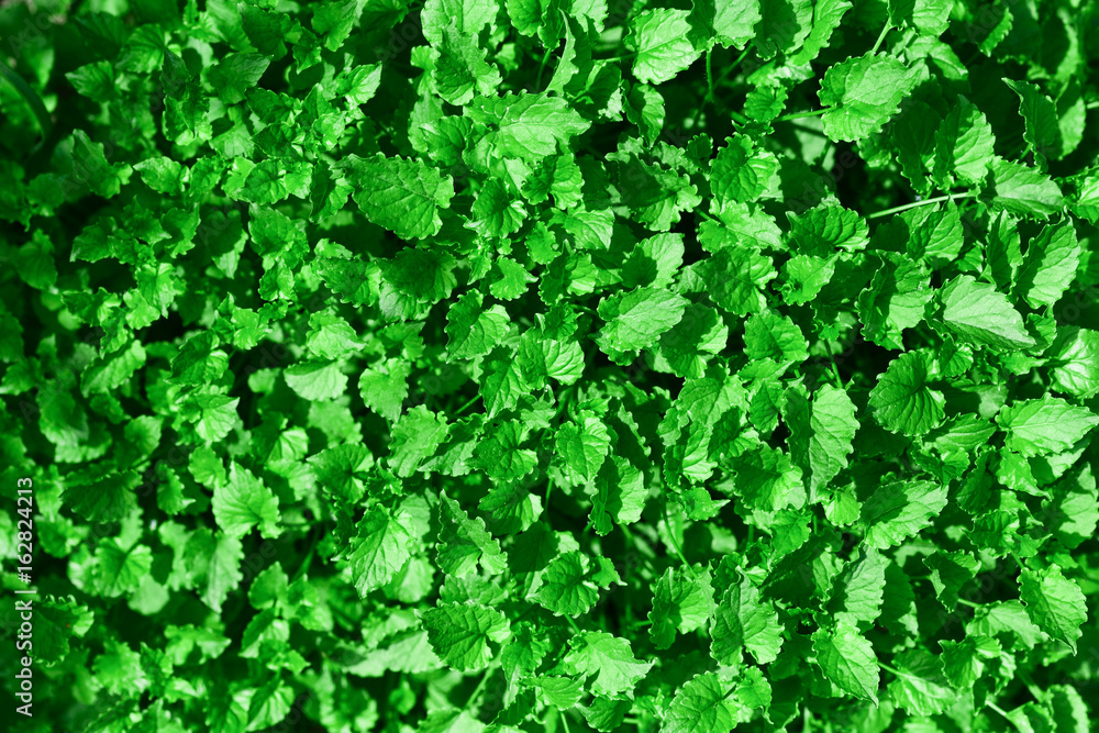 Obraz premium Green leaves for background