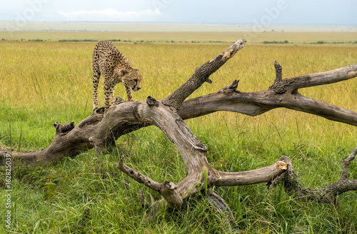 Cheetah on a branch in Masai Mara Park