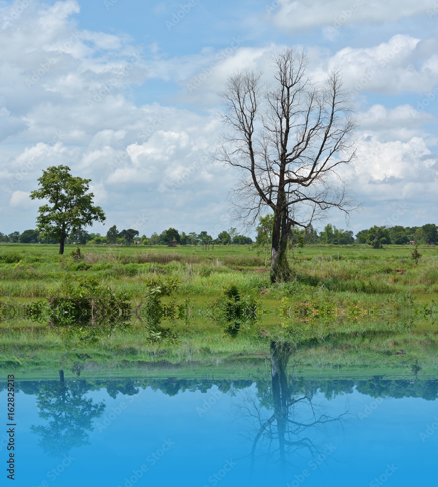 Dry dead trees, perennials and water reflection.