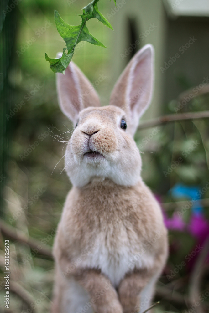 Fototapeta premium Rabbit