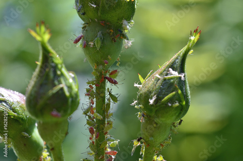 Blattläuse an Rosenstock