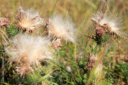 Blooming thistle with fluffy florets. Nature abstraction.
