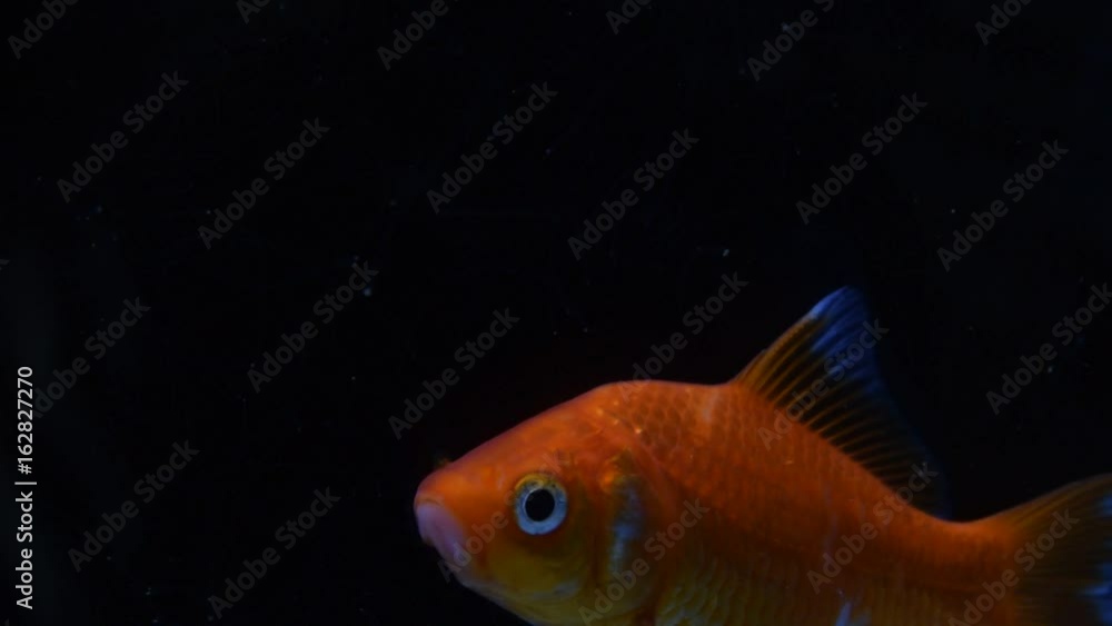 Goldfish isolated on black background Goldfish isolated on black background