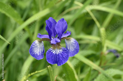 Fototapeta Naklejka Na Ścianę i Meble -  Blüten der Schwertlilie, Iris germanica