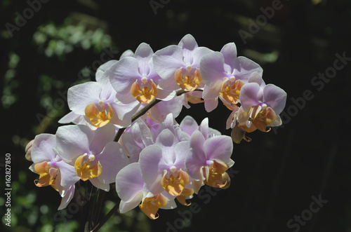 rosa farbige Orchidee  Phalaenopsis Hybride