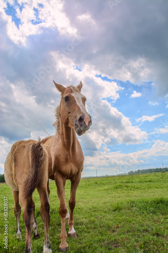 The foal is grazing in a meadow © shymar27