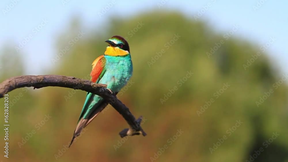 exotic bird sits on a branch in the east of the sun exotic bird sits on a branch in the east of the sun
