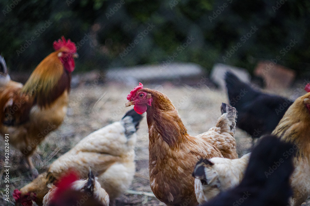 Portrait of a hen in a fence on a farm, among other chickens and roosters