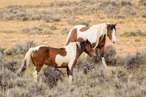 Wild Mustang pair © tomolsonphoto.com