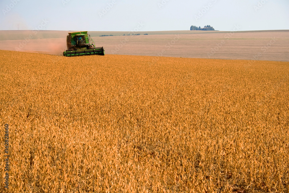 Obraz premium COLHEITA DE SOJA