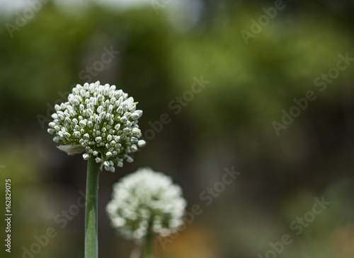 Closeup of white onions flowers on summer field. Agricultural background