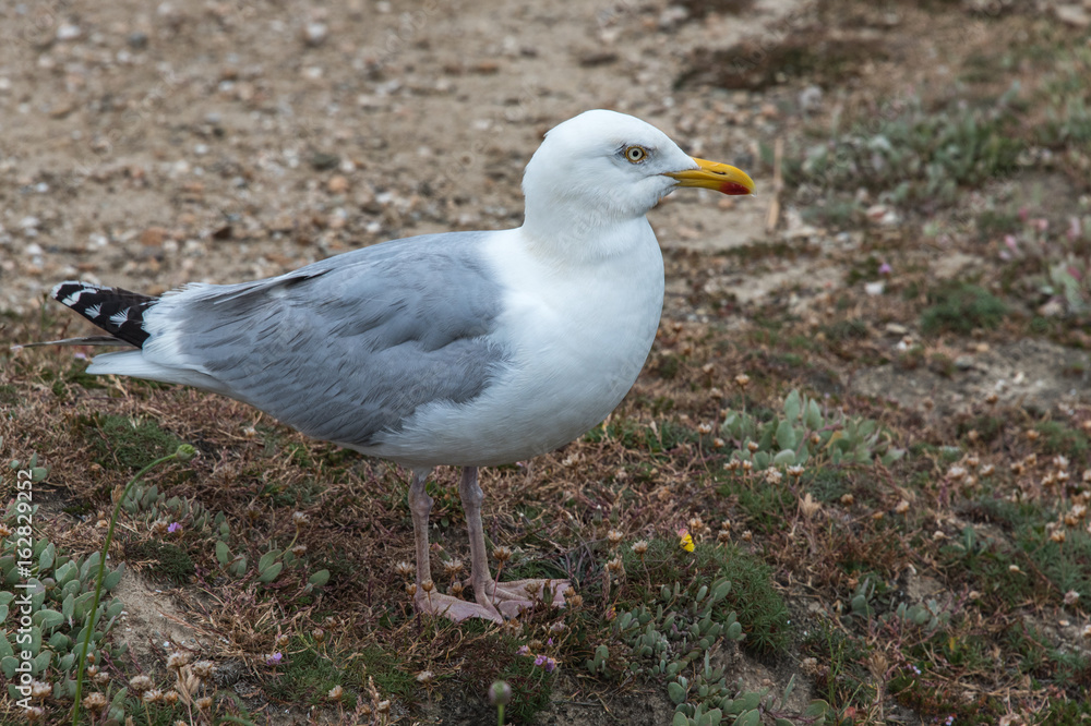 Goéland à Belle-Ile en France