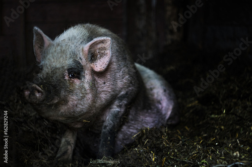 Pink Vietnamese pig resting lying on a straw on a farm photo