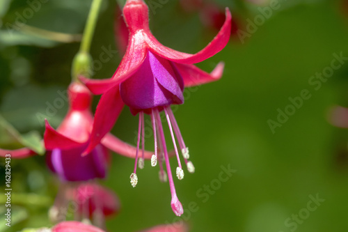 Closeup of fuchsia flower pink and purple hanging
