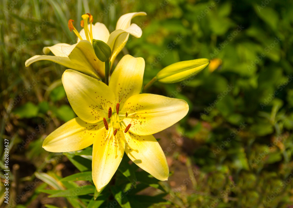Open flower of yellow color in sunlight tiger lily close-up Open flower of yellow color in sunlight tiger lily close-up