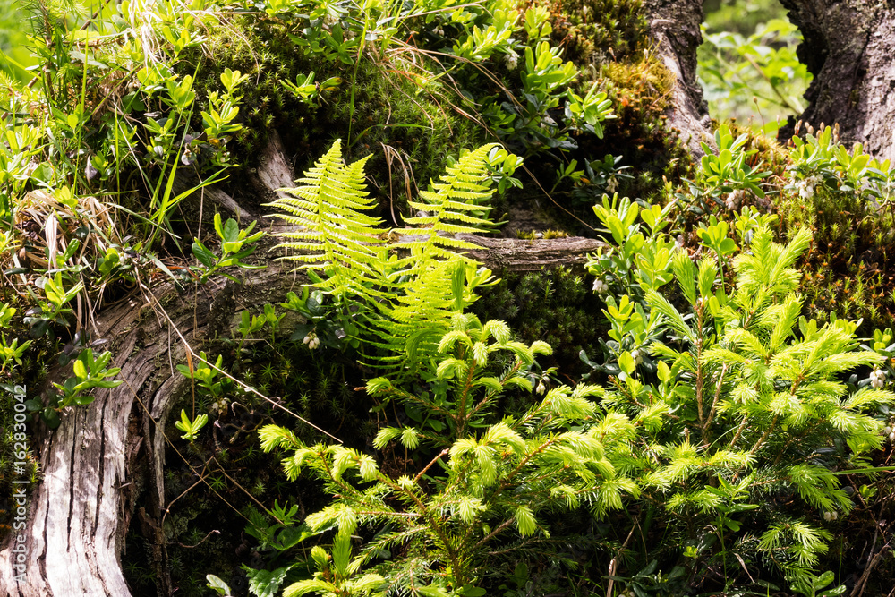 Fototapeta premium Im Wald