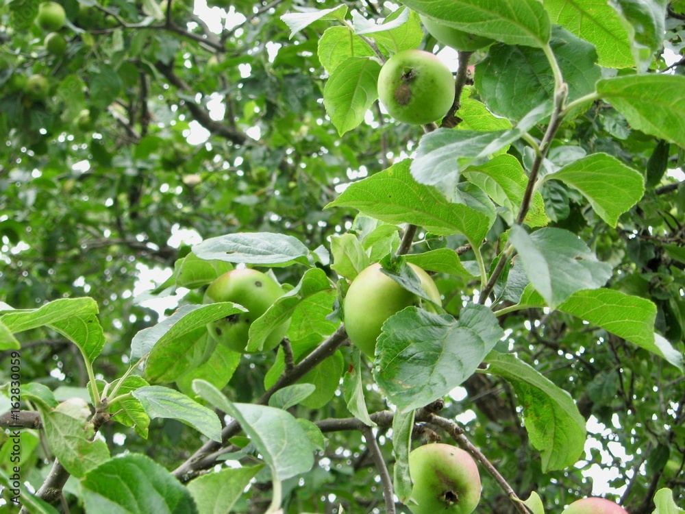 apples on an apple-tree