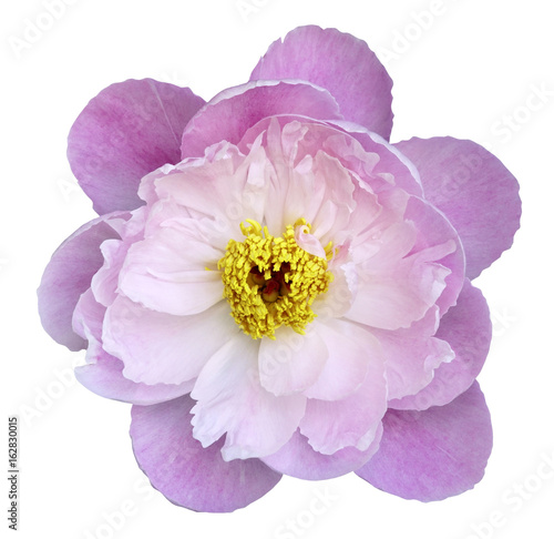Peony flower pink on a white isolated background with clipping path. Nature. Closeup no shadows. Garden flower.