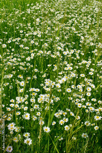 Beautiful field with chamomile flowers. Daisy flowers, camomile