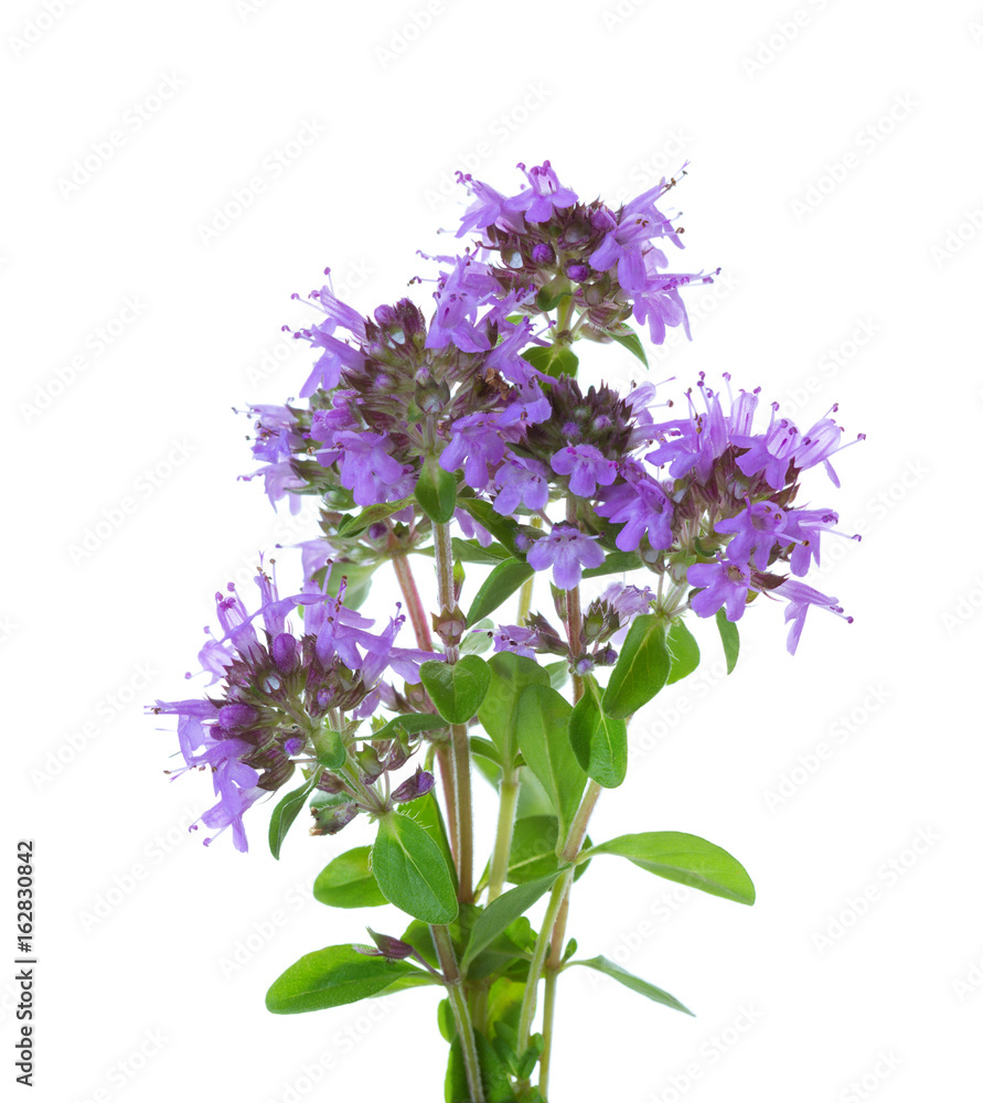 Few blooming sprigs of Wild Thyme (Thymus serpyllum) isolated on white background